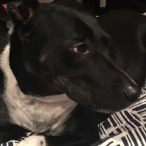 Meet your Posher, Brody